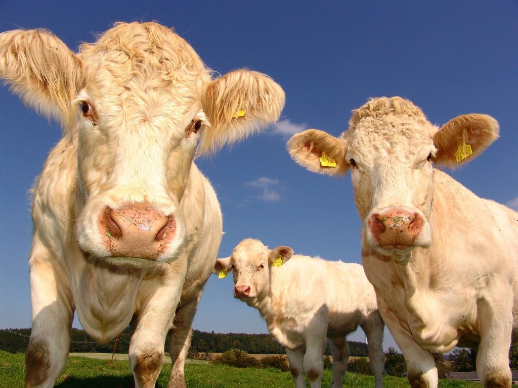 cows, curious, cattle-1029077.jpg